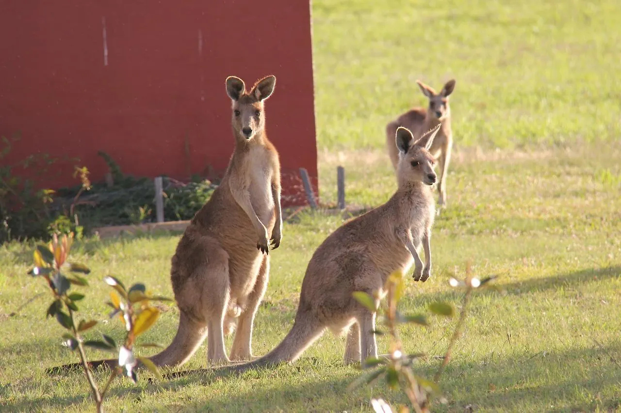 Grovely House Bed & Breakfast Stanthorpe