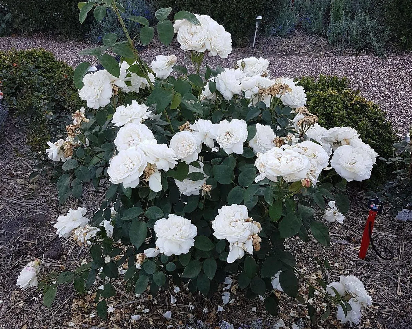 Grovely House Bed & Breakfast Stanthorpe